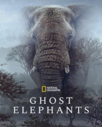 Ghost Elephants