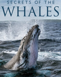 Bí Ẩn Của Loài Cá Voi