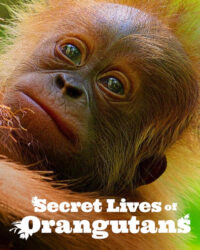 Cuộc sống bí mật của đười ươi