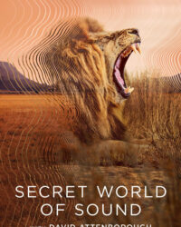 David Attenborough: Thế giới bí mật của âm thanh