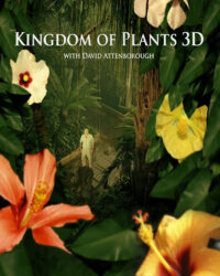 Kingdom of Plants Kingdom of Plants