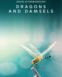 Loài Chuồn Chuồn