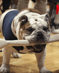 Những chú chó (Phần 2)