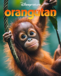 Orangutan