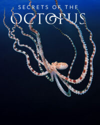 Secrets of the Octopus
