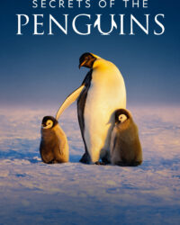 Secrets of the Penguins
