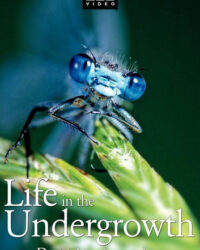 Thế Giới Côn Trùng Thế Giới Côn Trùng